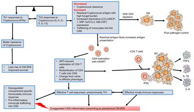 Fungal CNS Infections in Africa: The Neuroimmunology of Cryptococcal Meningitis